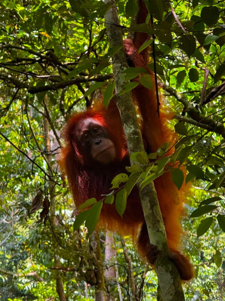 Sumatran Orangutan in Bukit Lawang