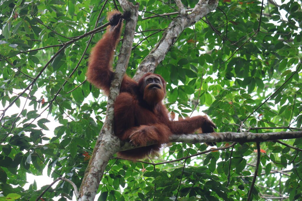 Wild orangutan in the rainforest near Bukit Lawang