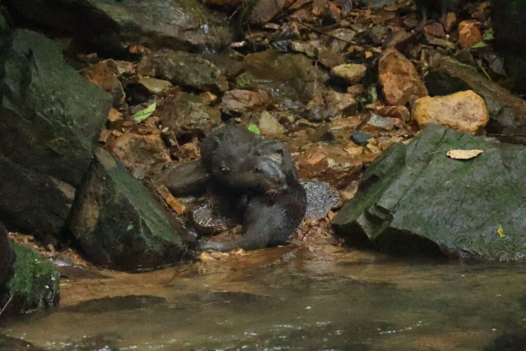Jungle trekking near Gunung Leuser National Park