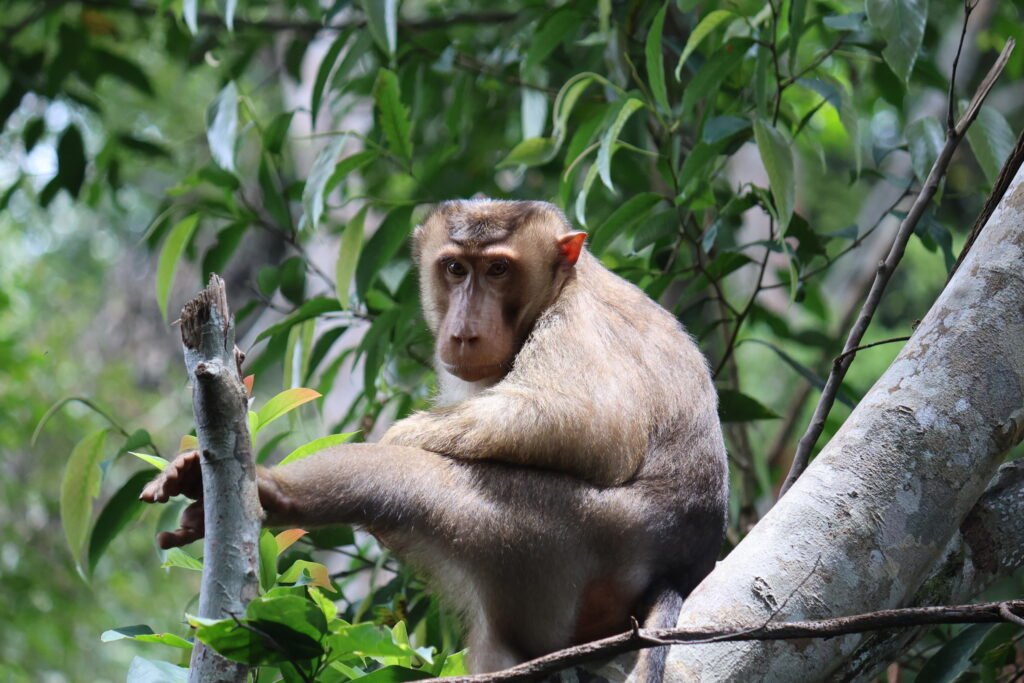 Gunung Leuser National Park