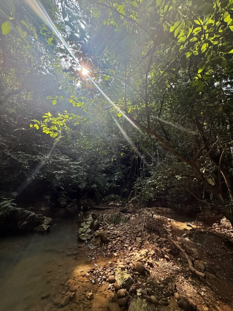 Rainforest Trekking